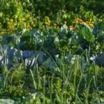 Вони зіпсують урожай: які городні рослини не можна підгодовувати дріжджами