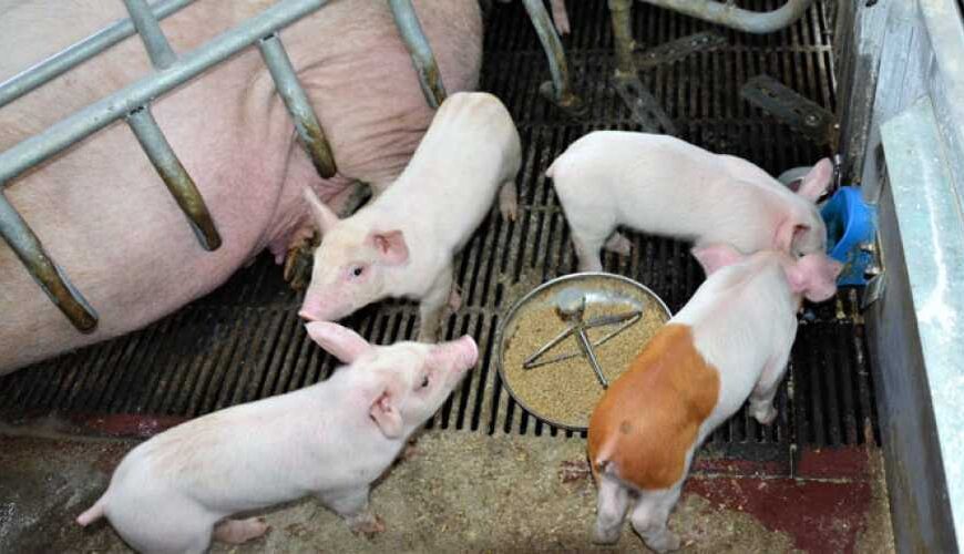 Вартість свинини зросте до 60 грн/кг, якщо ціни на корми зростуть