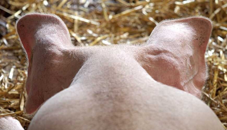 Ферментер для утилізації свиней з’явиться у Миколаївській області