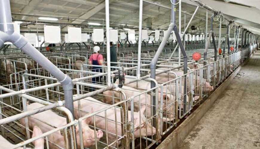 В Україні з’явилося ще 4 свиноферми