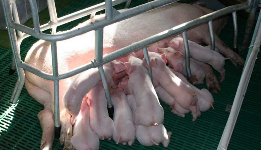 Тваринницький комплекс у Миколаївській області будує репродуктивний центр для свиноматок