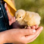 Як ТМ Кормуша прискорює ріст курей