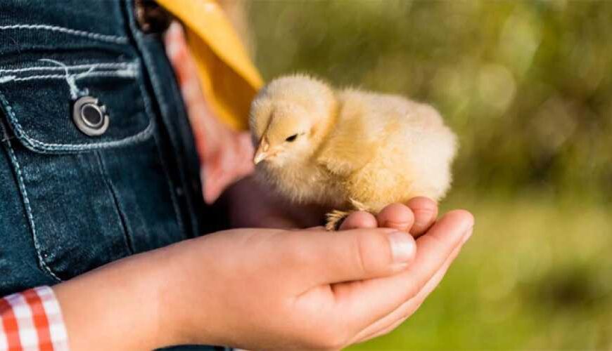 Як ТМ Кормуша прискорює ріст курей