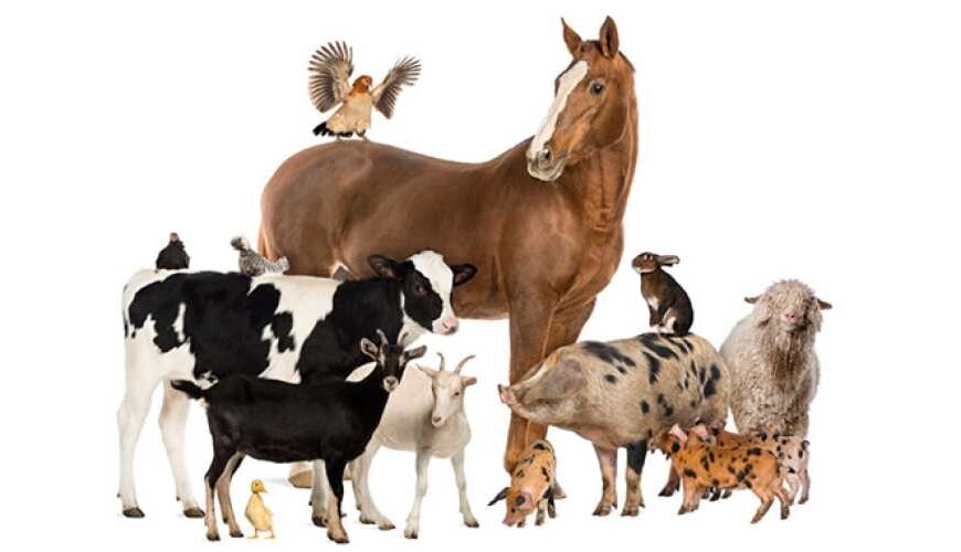 1 березня 2026 року набуде чинності оновлений закон про перехід ветеринарної медицини&hellip;