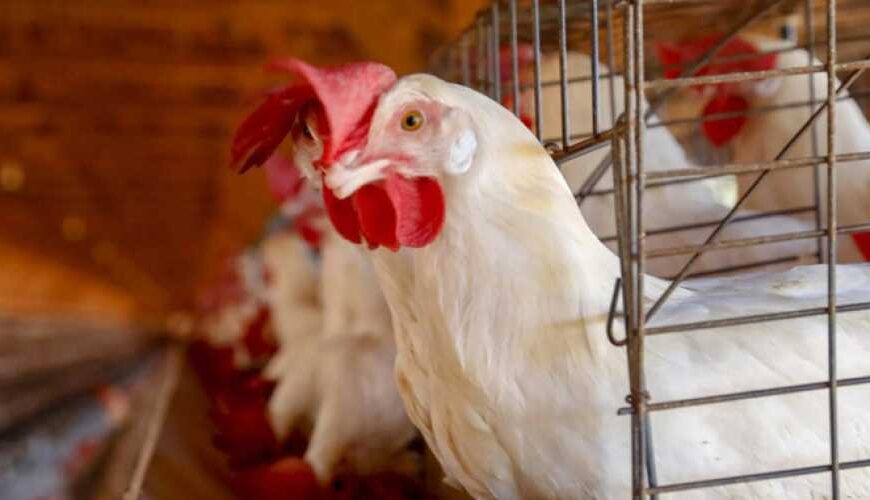Українські кури-несучки перейдуть з кліток на вільний вигул