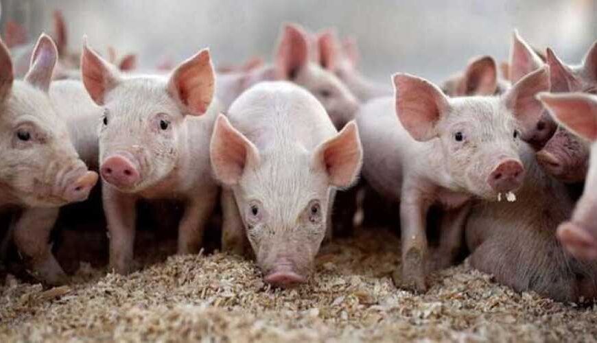 Україна отримає науковий звіт від Європейської комісії щодо вакцинації проти АЧС