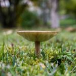 Гриби у власному саду: приховані ризики для здоров’я та користь для ґрунту