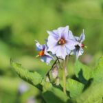 Чого боїться картопля в липні та як її захистити – чого ніколи не слід робити