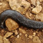 Як позбутися слимаків на капусті та інших рослинах за допомогою 2 натуральних інгредієнтів