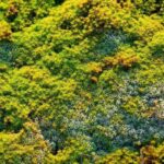 Прості способи позбутися моху на грядках