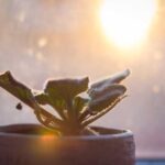 Чому навіть найкрасивіші фіалки в будинку не приносять користі: забобони та прикмети, пов’язані з цією кімнатною квіткою