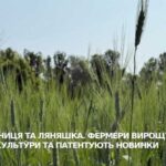 Вже 15 років фермер з Полтавської області вирощує стародавню культуру – полбу