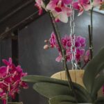 Чому іноді корисно поливати орхідею розчином перекису водню?