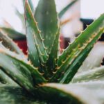 Навіщо періодично пересаджувати алое і як це робити правильно