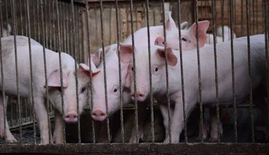 У промисловому секторі поголів’я свиней скоротилося на 12-15%, а в приватному секторі&hellip;