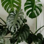 У вас не вийде різьблене листя монстери без цих порад: проблема вирішиться миттєво