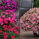 5 квітів, які стануть альтернативою петунії