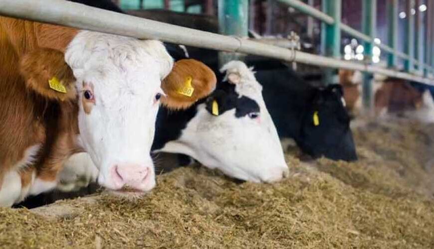 Тернопільська область за 8 років потроїла виробництво промислового молока