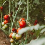 Вони «почнуть рости» навесні: городникам розповіли, як правильно підготувати грядки під помідори восени