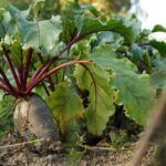 Солодкий буряк: чим підгодувати в липні для ідеального смаку