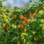 Для соковитої аличі: чому не варто пропускати липневі підживлення