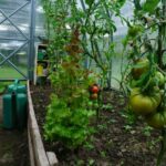 Як підтримувати оптимальну вологість у теплиці