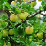 Аґрус і липнева обрізка: як правильно формувати кущ для максимального врожаю