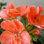 Одна крапля йоду, і герань завжди радуватиме вас своїм цвітінням