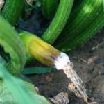 Чому зав’язі кабачків гниють і опадають?