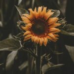 Небезпечні сусіди: 5 агресивних рослин для вашого саду