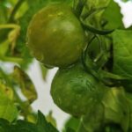 Які причини пожовтіння листя у помідорів: як боротися з цією проблемою