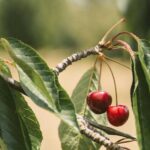 Як врятувати вишню від виснаження та хвороб після рясного врожаю