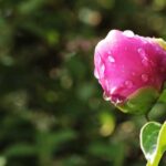 Після підживлення півонія оживає на наших очах, набирається сил і пишно цвіте.