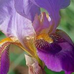 Догляд за ірисами після цвітіння: як зберегти красу клумби на наступний рік