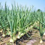 Не дивіться на дати – дивіться на шийку: як не зіпсувати врожай цибулі неправильним збором