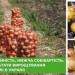 В Одеській області зібрали перший урожай корейської озимої цибулі