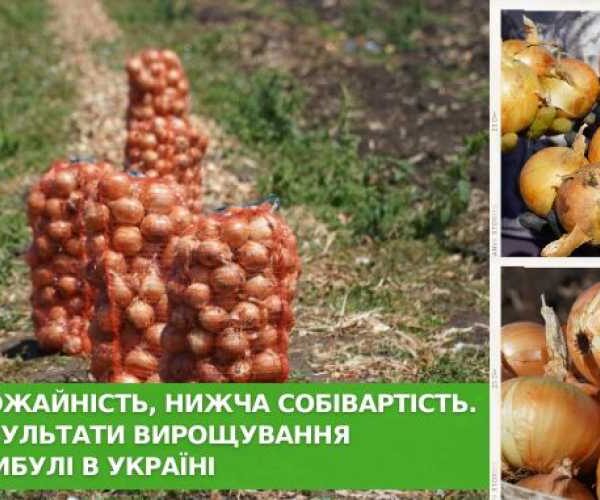 В Одеській області зібрали перший урожай корейської озимої цибулі