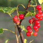 Тепер я знаю, чим підгодовувати смородину після плодоношення – розповім вам