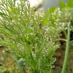 Кріп погано росте: чому він примхливий і як це виправити