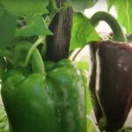 Чим підгодувати перці в серпні в теплиці та відкритому ґрунті, щоб продовжити плодоношення та збільшити врожайність