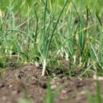 Комплексні стратегії боротьби з гниллю цибулі та часнику в дощові літні умови