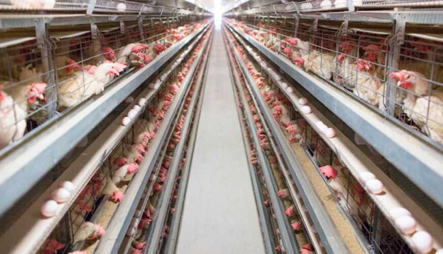 Птахівники впроваджують виробництво за ізраїльською моделлю