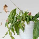 Що кажуть народні прикмети про кімнатні рослини, які хворіють?