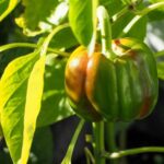 Перці мрії: розкриття секретів липневого удобрення для ідеальної соковитості та солодкості