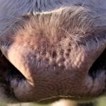 Україна майже подвоїла свій піврічний експорт великої рогатої худоби