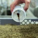 Як садити дрібне насіння: хитрощі, які полегшать життя дачникам