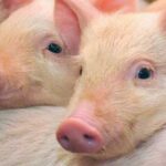 Україна запропонувала Китаю визнати регіоналізацію щодо АЧС