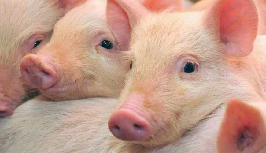 Україна запропонувала Китаю визнати регіоналізацію щодо АЧС