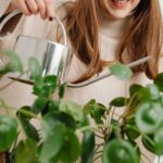 Чи можна поливати кімнатні рослини водою з-під крана – чи варто давати їй відстоюватися, чи кип’ятити?