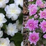 Квіти, що не потребують особливого догляду, ідеально підходять для тінистих місць